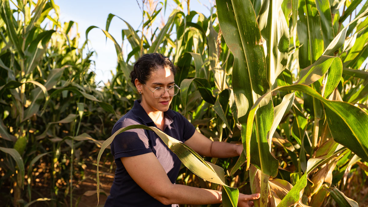 Farmers in Brazil are restoring biodiversity to grow resilient crops