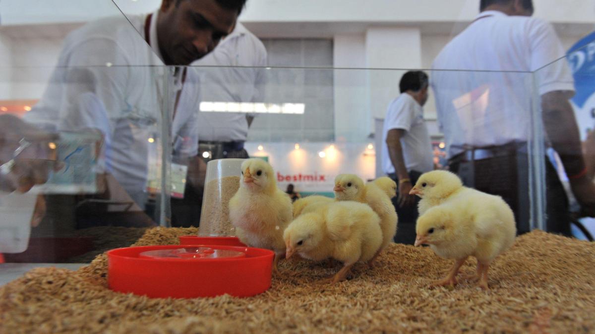 Three-day Poultry India Expo opens on Nov 26