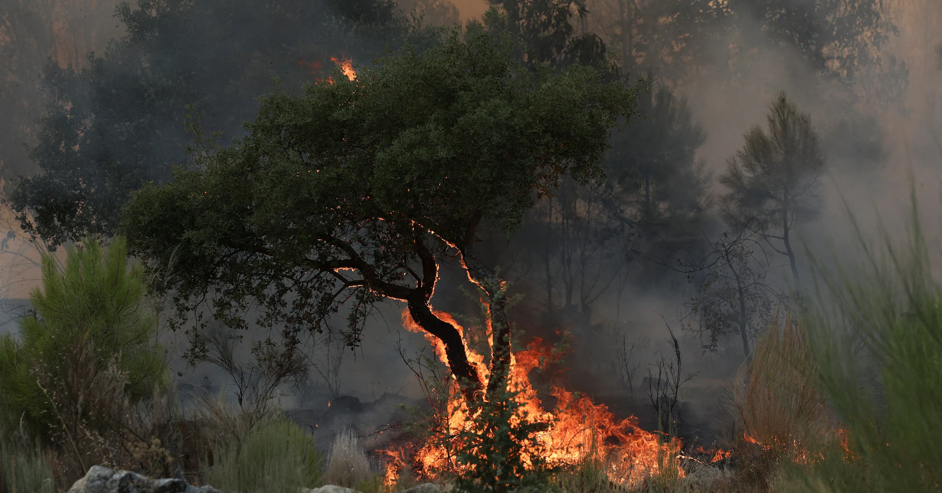 How sickly forests are felling Europe's climate ambitions