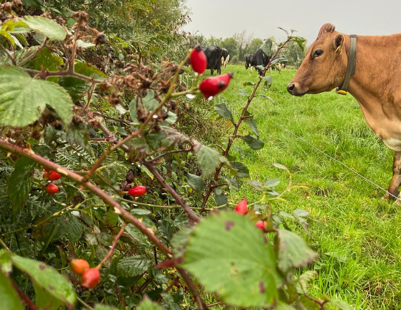Snap happy? Photo competition now open to Kilkenny entries!