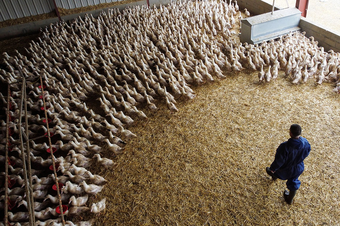 PHL, France to implement bird flu regionalization plan