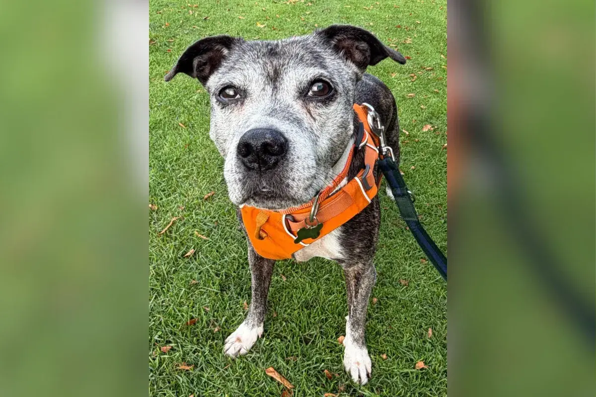 Face of 15-Year-Old Dog With ‘No Idea’ Why She’s in Shelter Breaks Hearts