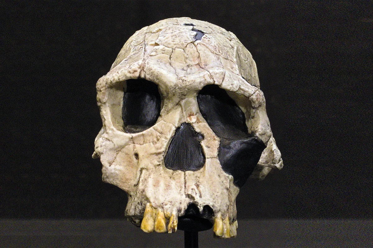New study of fossilized bones rewrites history of early human ancestors
