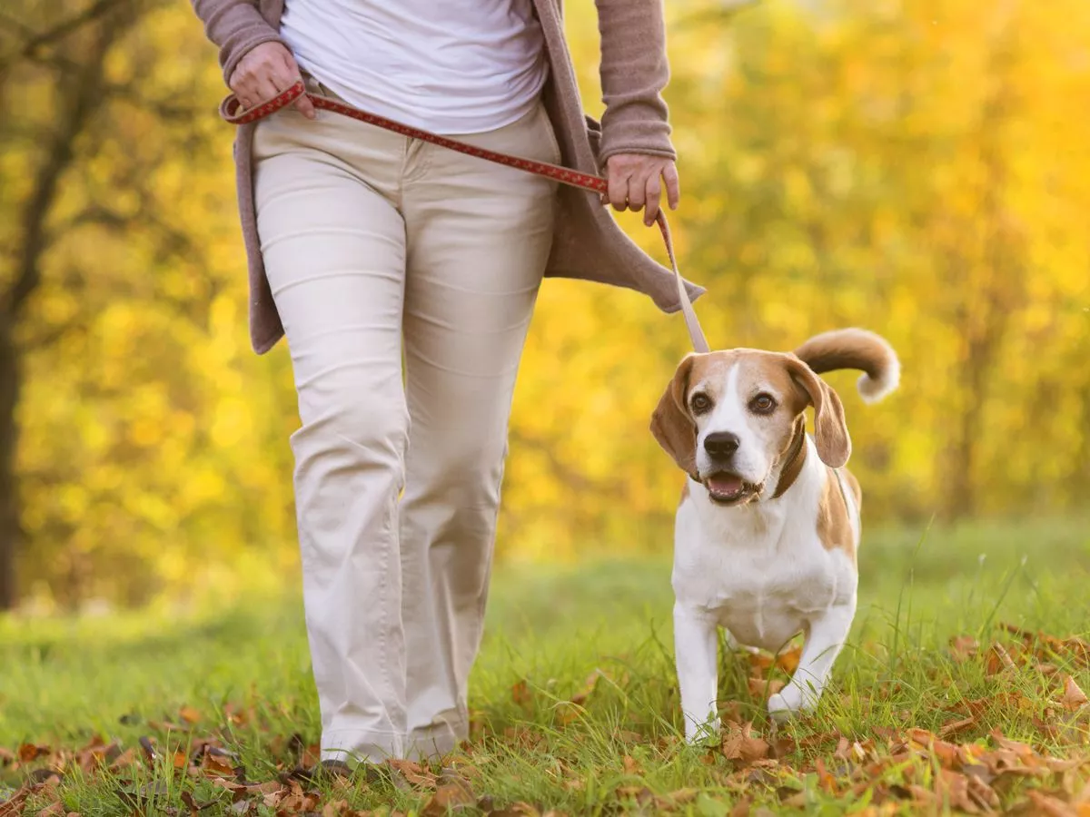 Vets warn dog owners 4 things can 'poison' pets during November walks