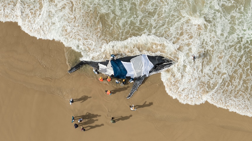 'Difficult' image of stranded whale wins prestigious award