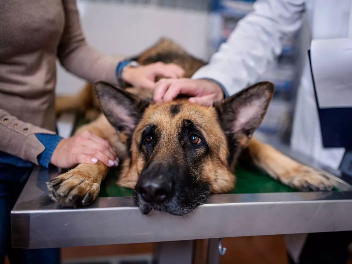 Vet says adding 1 item to your dog's diet will positively 'change their life'