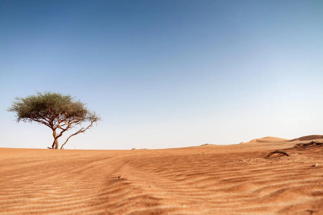 The 5 Most Isolated Trees On Earth, Explained By A Biologist. Hint: One Is In The Center Of The Sahara Desert