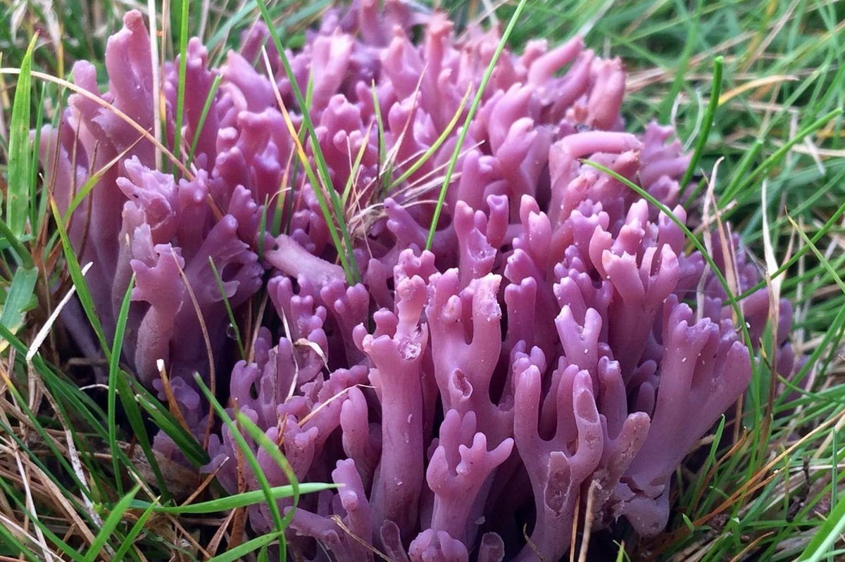 Rare and remarkable fungi discovered in new locations across North Yorkshire