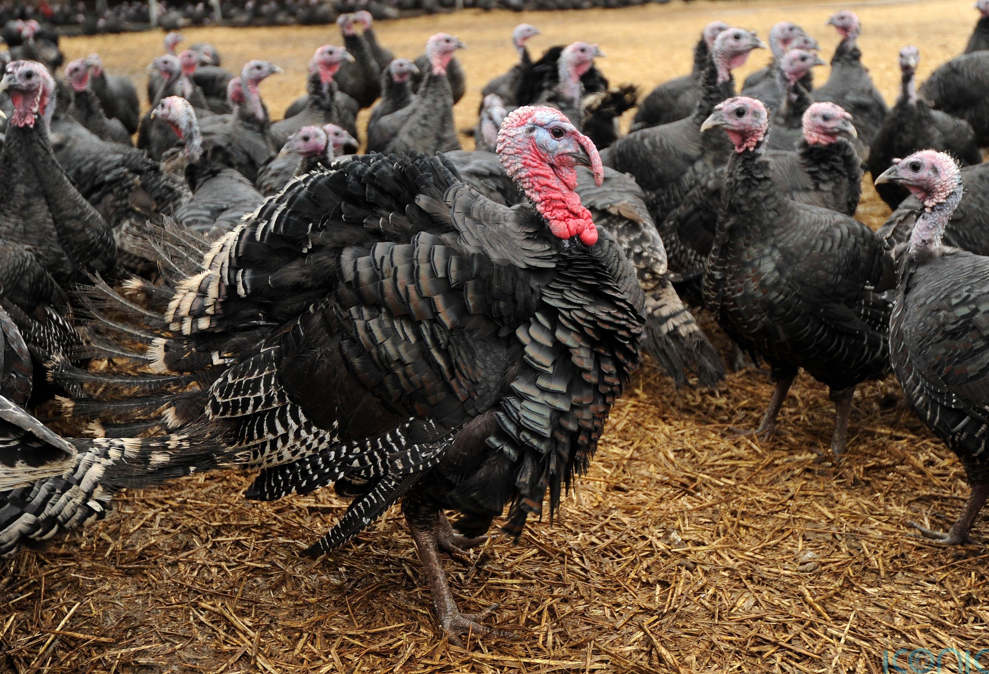 Urgent alert for Kilkenny bird owners - Avian flu outbreak confirmed in turkey flock in Carlow