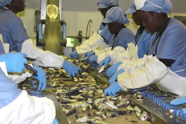 Fishing companies warn hake quotas may strain operations