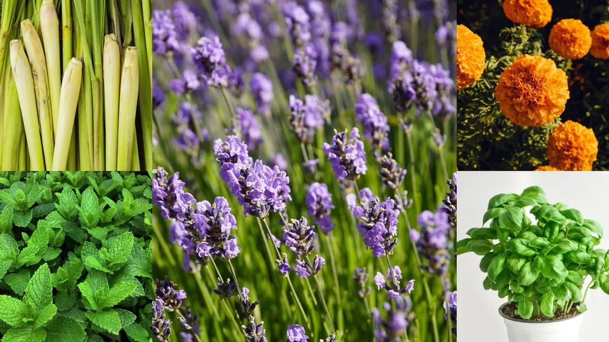 Green guardians: 5 indoor plants that naturally repel mosquitoes