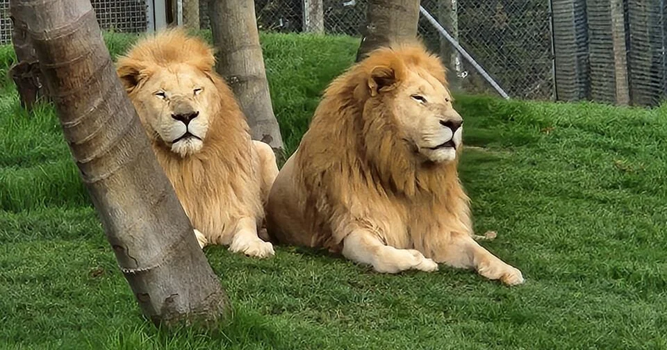 Wildlife park begins euthanizing lions, citing financial troubles, but says there's a "glimmer of hope"