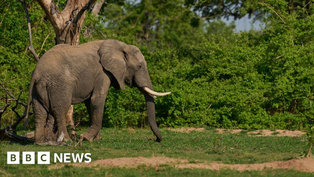 Family of woman killed by elephant call for report