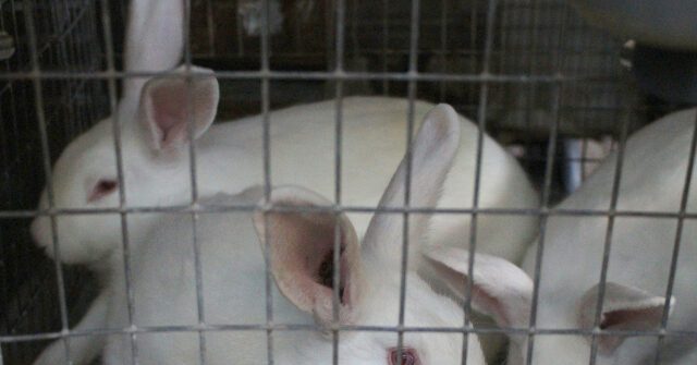 PETA Files Complaint with NIH After Discovering Cruel Rabbit Experimentation Funded in Sweden