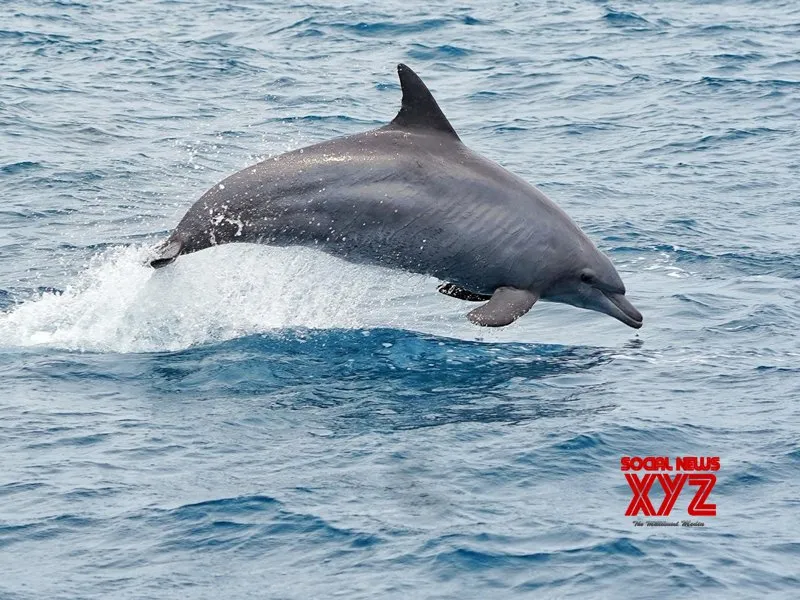 Acoustic technology set to transform India’s marine mammal research