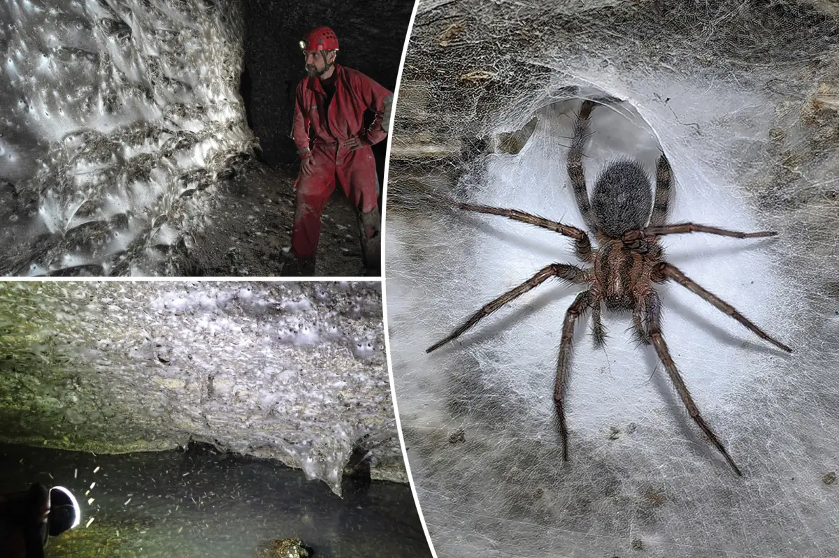 Scientists discover world's largest spiderweb at over 1,100 square feet