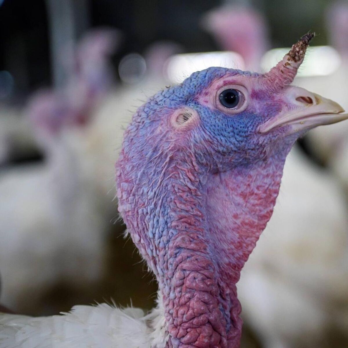 'A good Christmas will either make or break the year for us': Cork poultry farmers under pressure