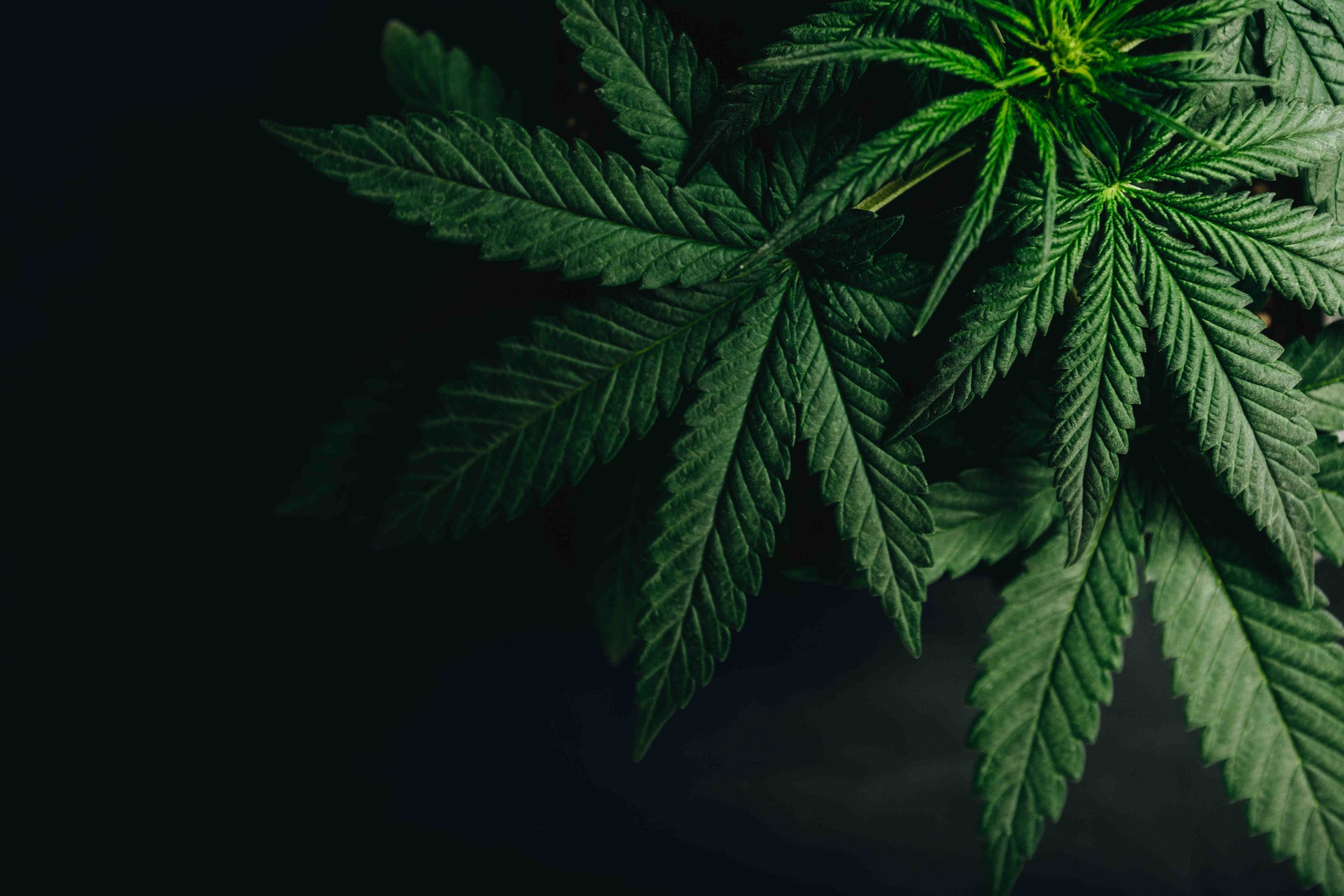 Cannabis prescribers to have access to GP records