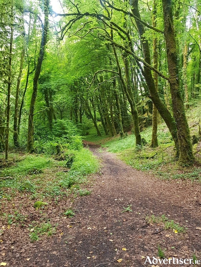 Cong Forest was named among the top ten most visited Coillte recreational forests in Ireland