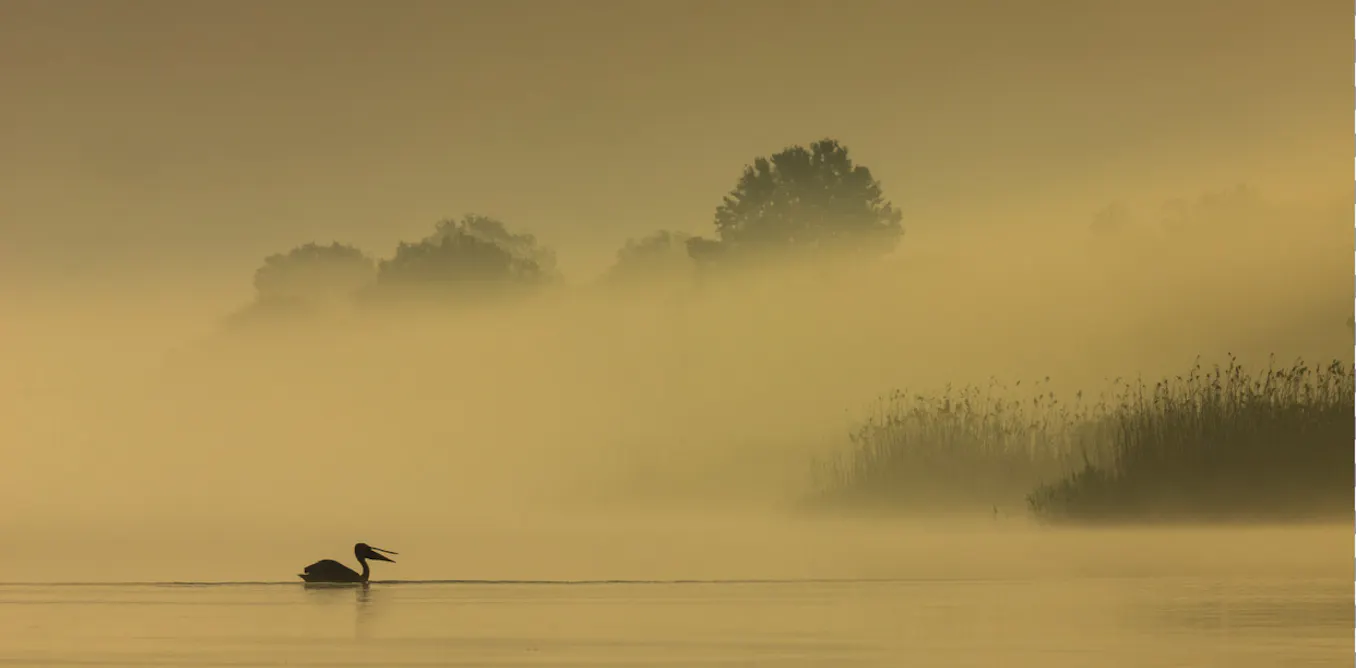 Ukraine’s massive nature project is helping veterans and land recover