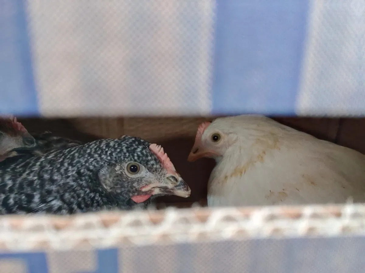 Spain restricts outdoor poultry rearing