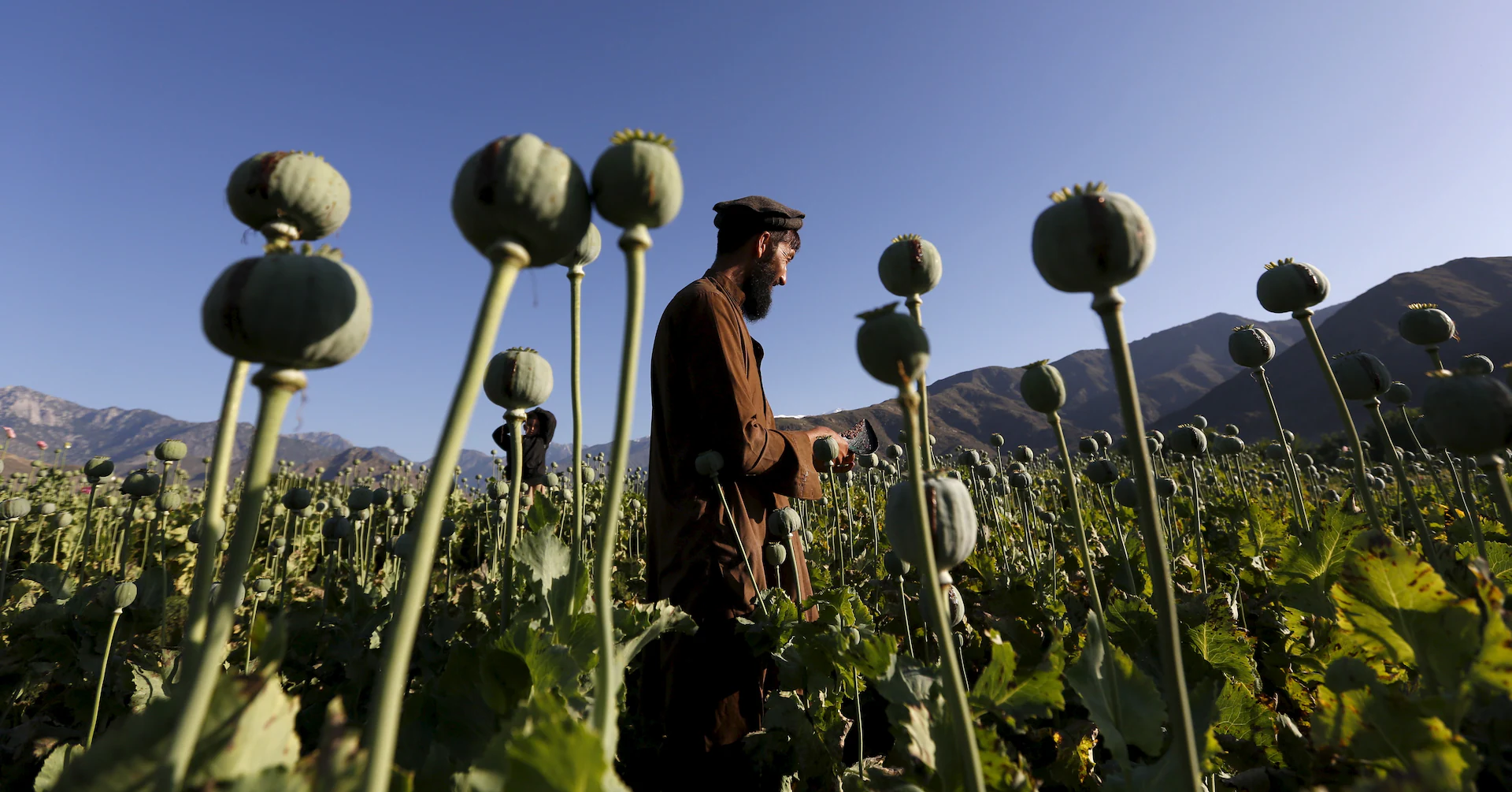 Opium farming in Afghanistan shrank by a fifth in 2025, UN survey finds