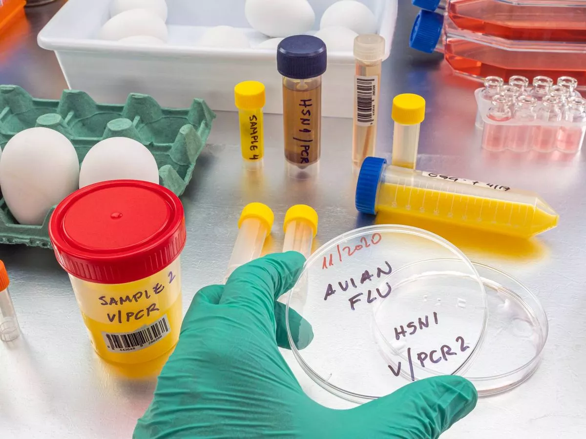 Irish bird owners warned to watch out for signs of disease as latest avian flu outbreak confirmed