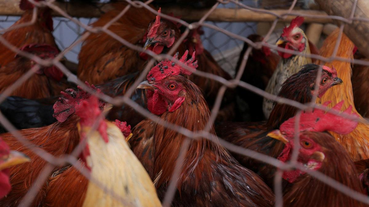 Poultry India Expo 2025 to be held in Hyderabad from November 26