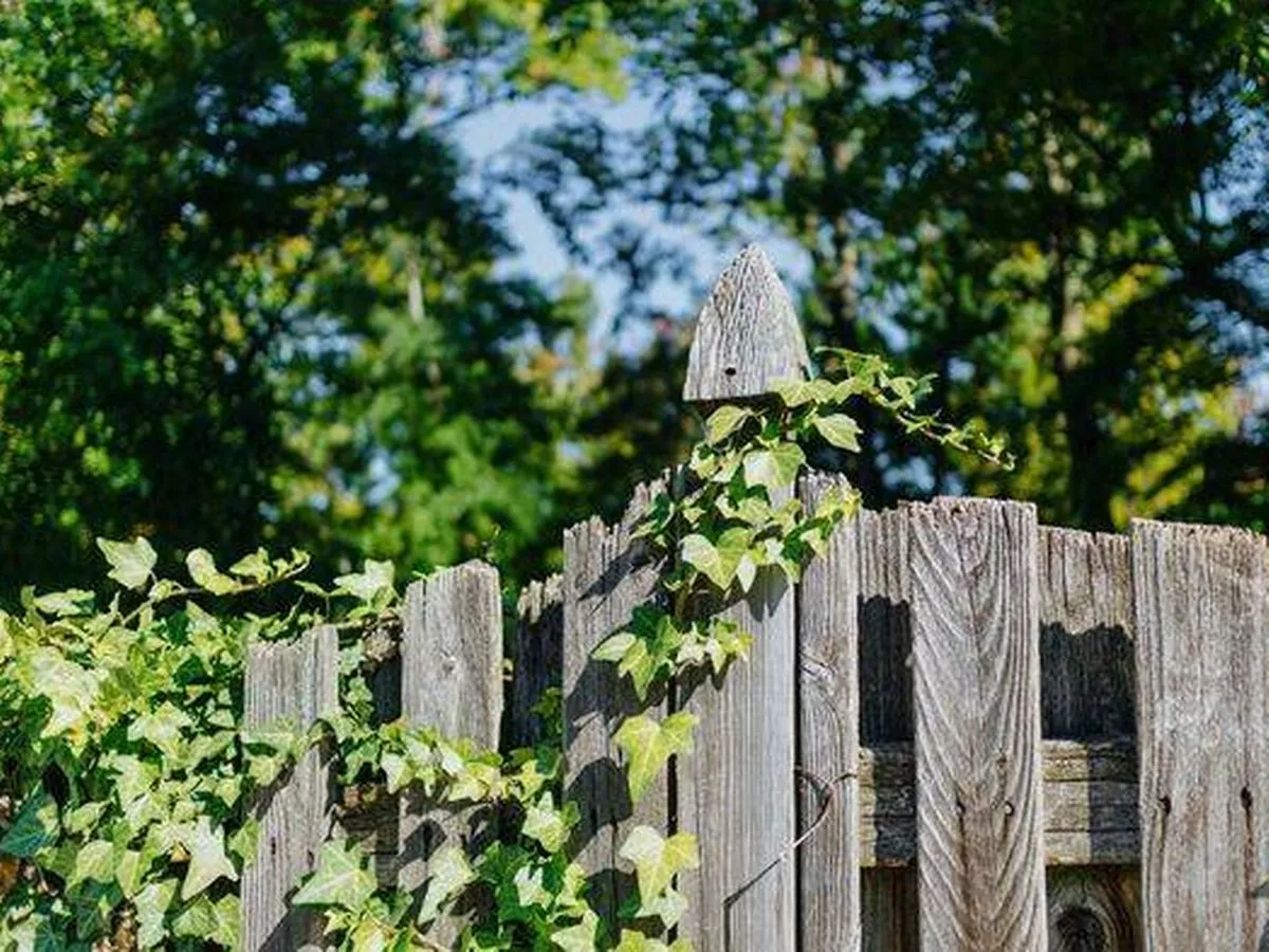 English ivy will 'die off' if you remove one section of 'nightmare' plant