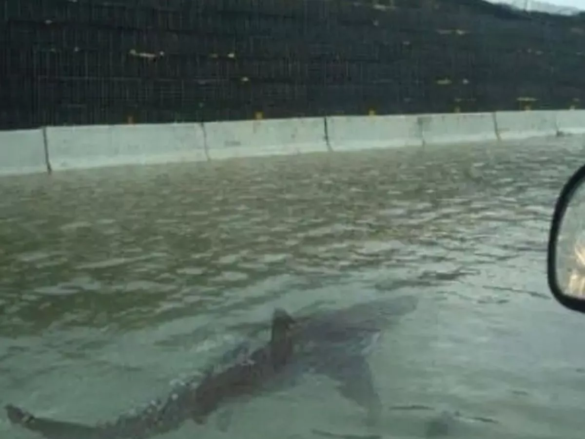 Fake Hurricane Melissa videos with AI-generated sharks raise fears in Jamaica