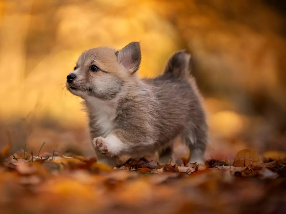 Vets say dogs should avoid 4 'toxic' items during walks in November