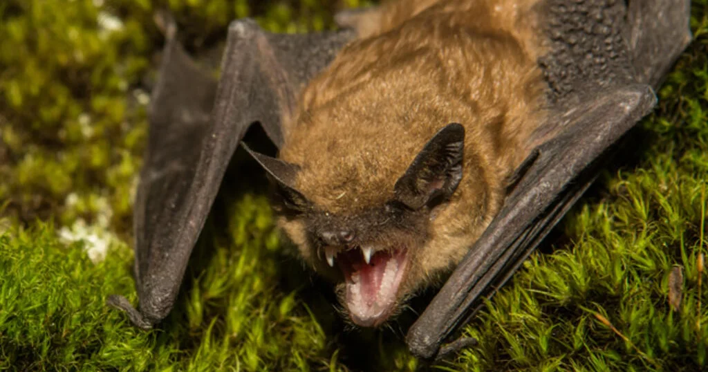 LA County reports second-highest amount of rabid bats ever