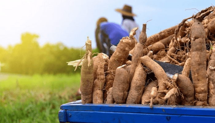 How entrepreneurs are tapping opportunities in high-value cassava derivatives