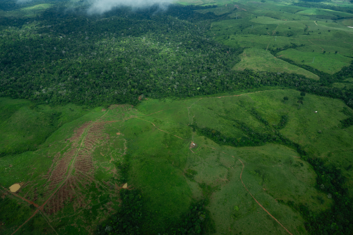 From California to the Amazon-Local Leaders Are Changing the Climate Game | Opinion