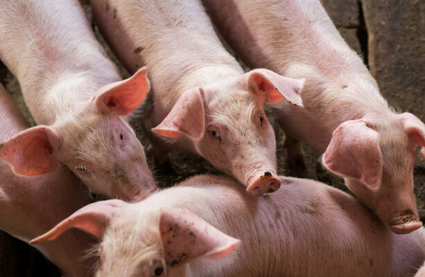 Dead pigs have long been used to intimidate Muslims - and now it's surfaced in Ireland