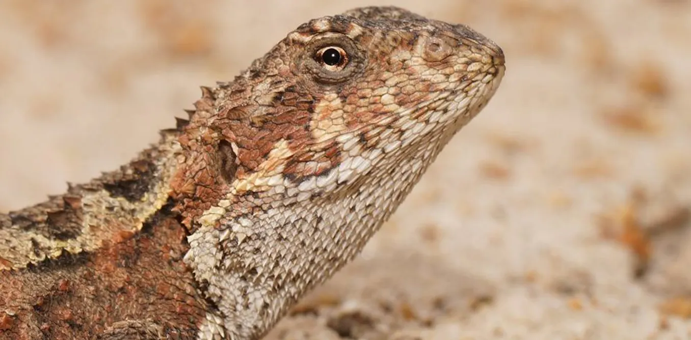 Rare reptiles are moving up mountains as the world warms. They can’t keep doing it forever