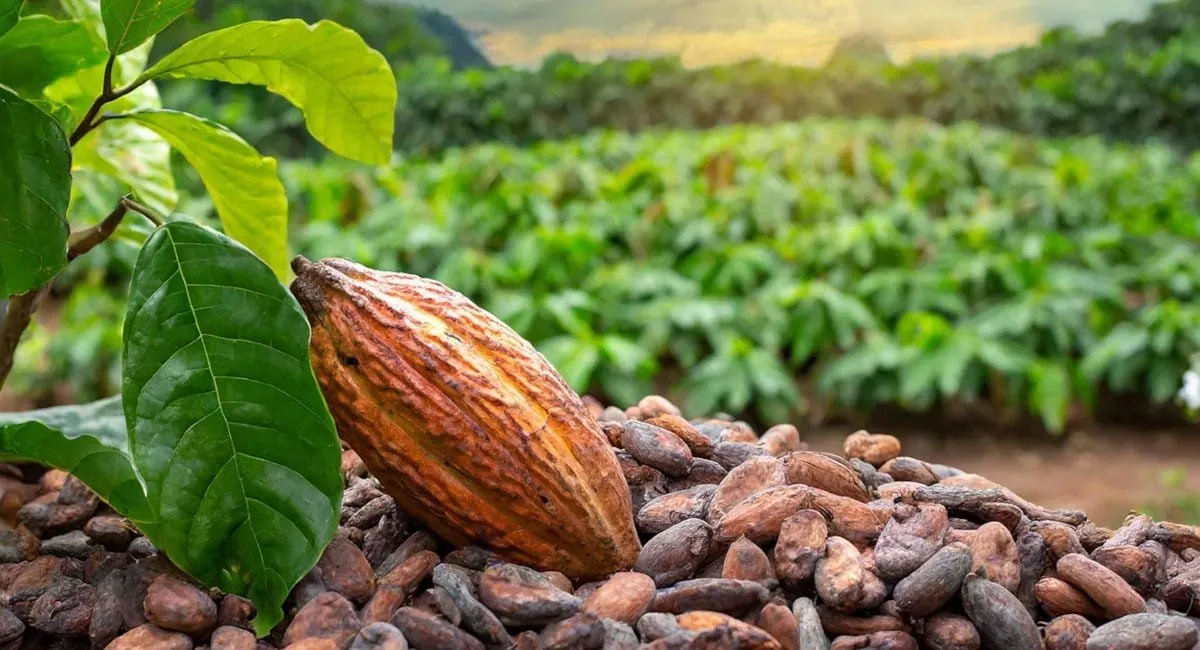 Moving commodities, creating value: MSC’s role in Africa’s cocoa supply chain