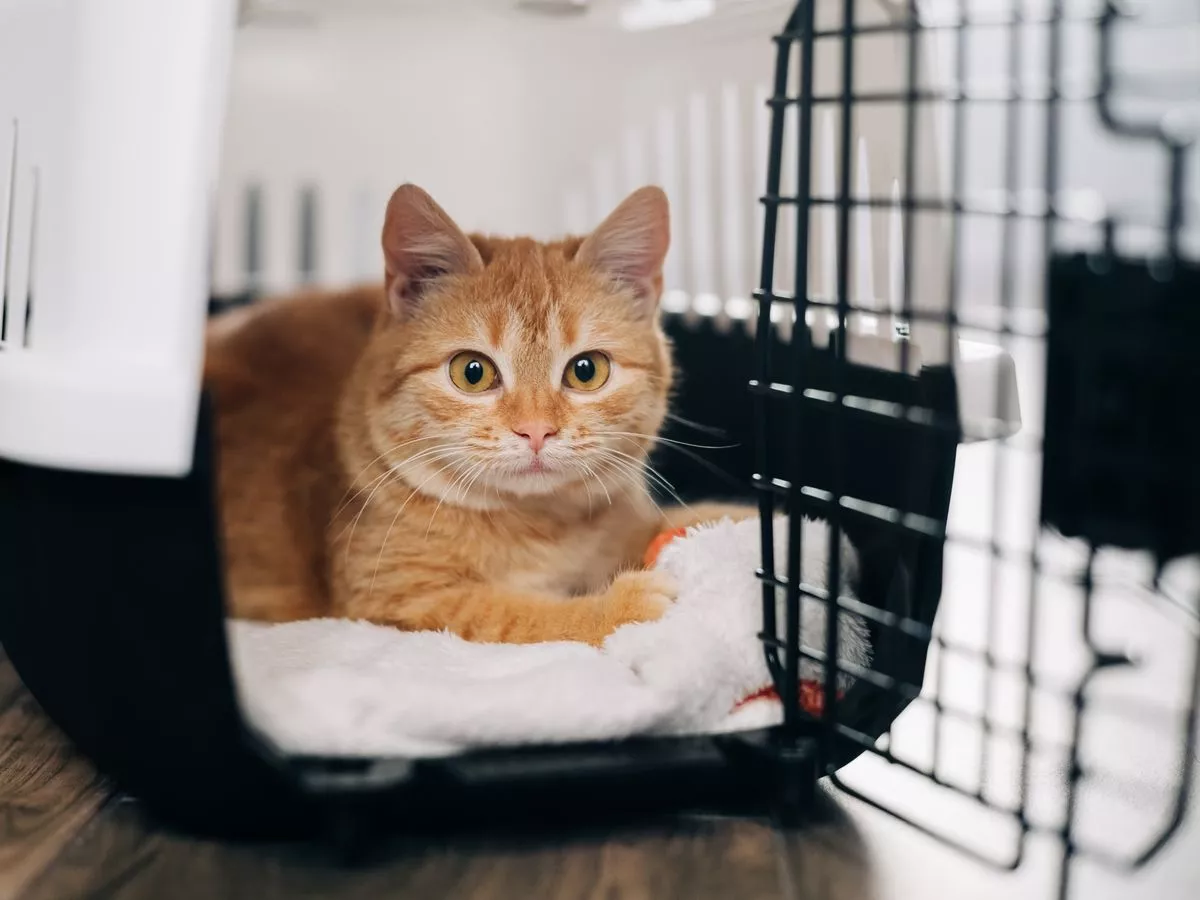 1 in 4 'pet parents' take time off work to bond with their new furry friends