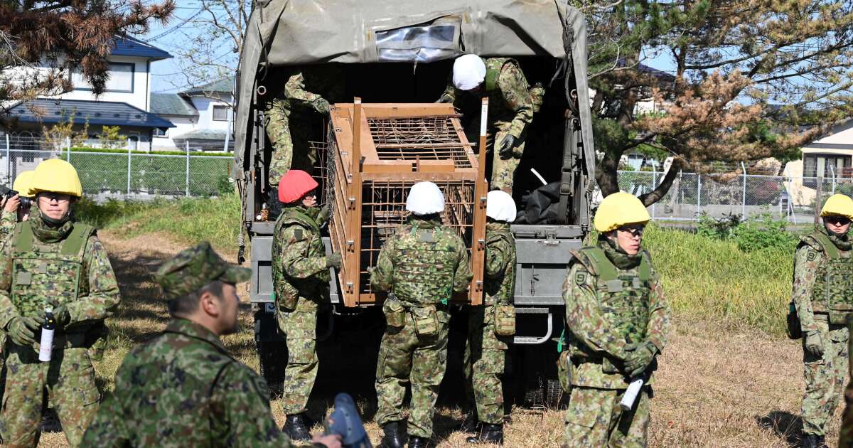 Japan deploys military to counter a surge in bear attacks