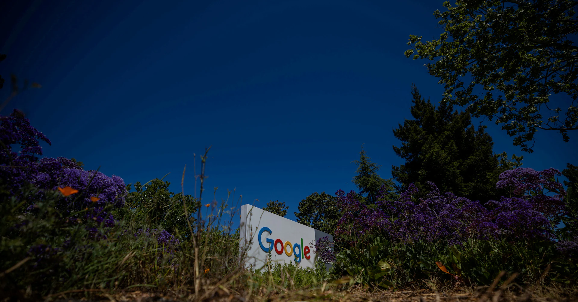 Exclusive: Google deal for Amazon reforestation makes Brazilian startup its top carbon credit supplier