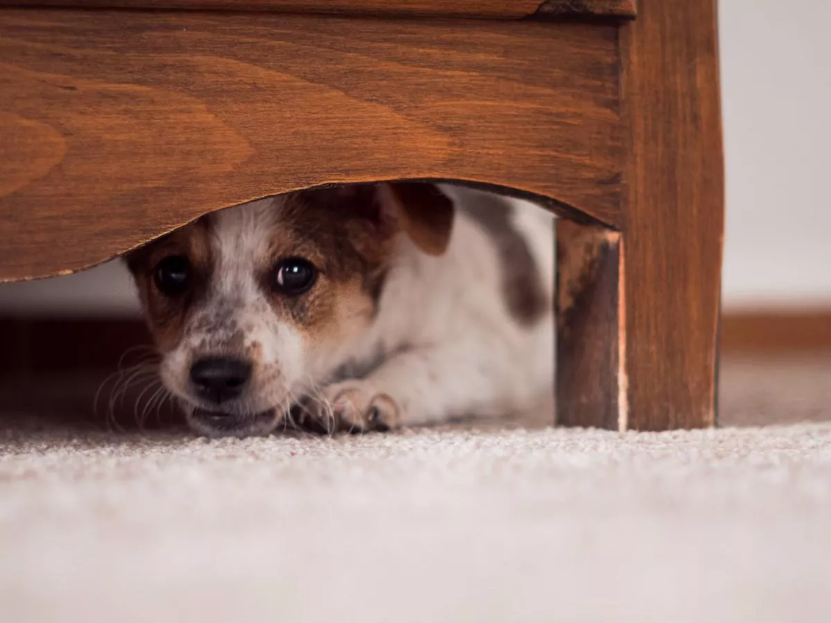 Keep your dog calm during fireworks with vet nurse's simple advice