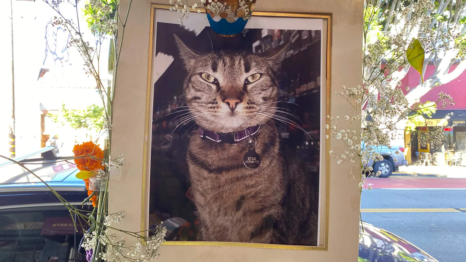 Waymo Kills Cat in San Francisco, Sparking Calls for AI Car Reform