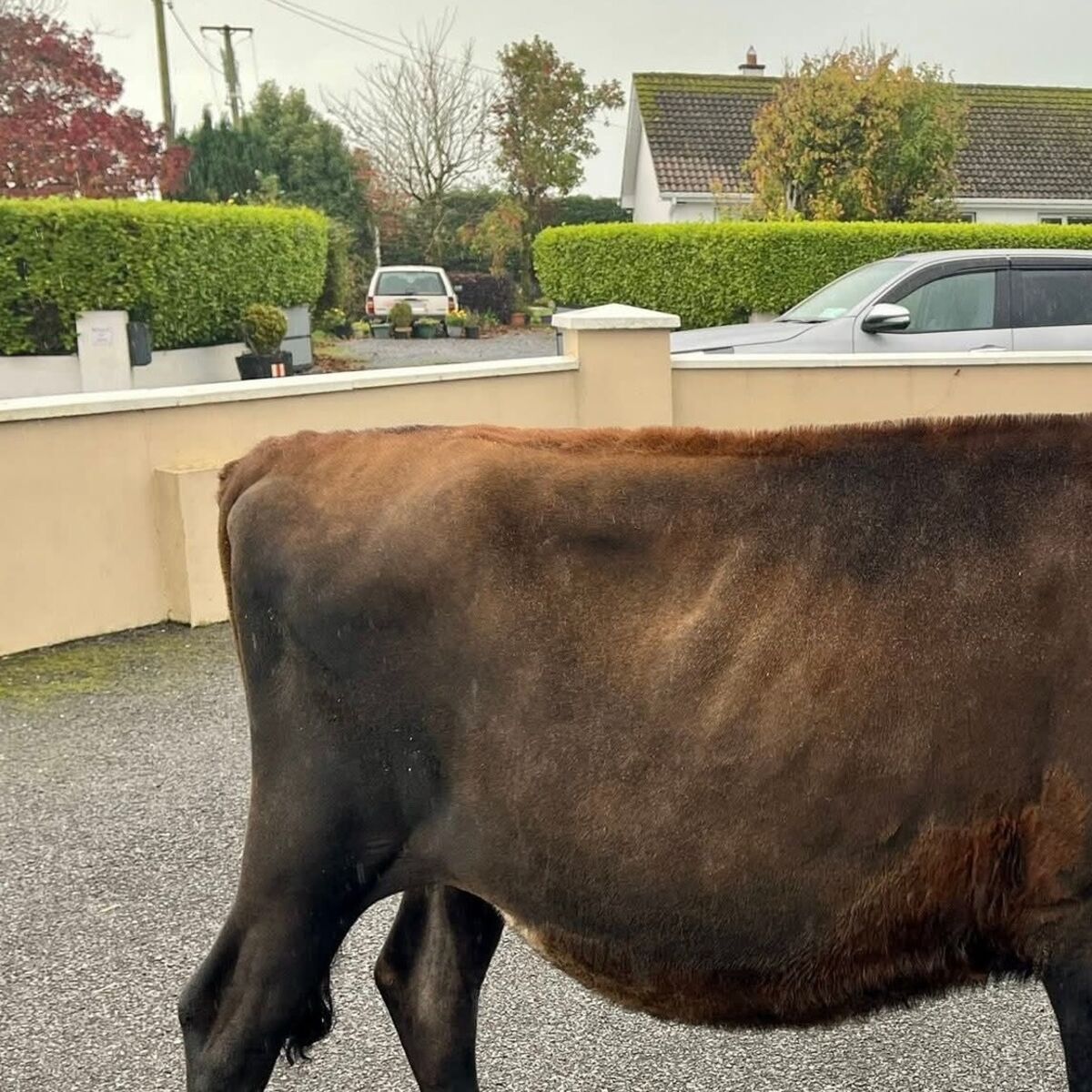 Paula Hynes: The day our daughter took a calf to school