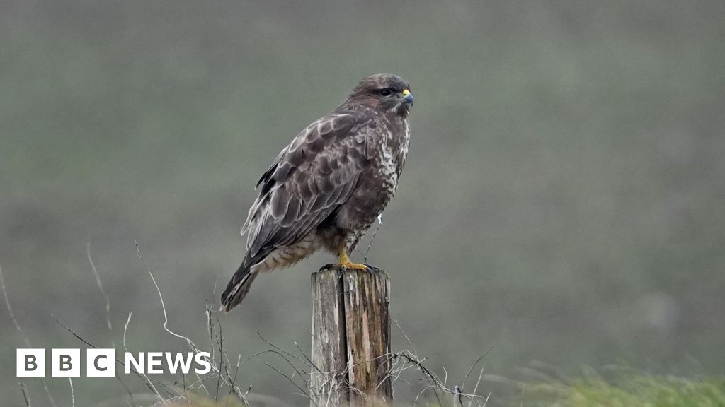 Warning after bird flu confirmed in dead buzzard
