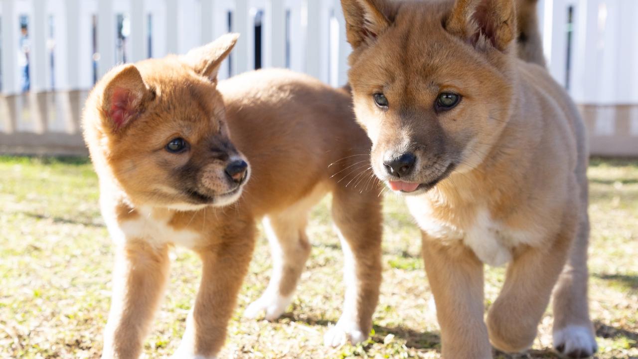 ‘Apex predator’: Horror over pet dingo plan