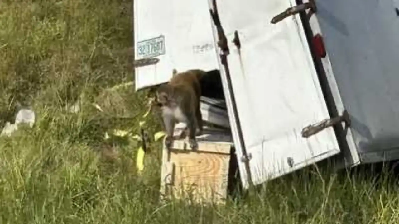 Beware, Mississippi! Truck Carrying Lab Monkeys Infected With Hep C, Herpes, and COVID Overturns; 1 Still At Large