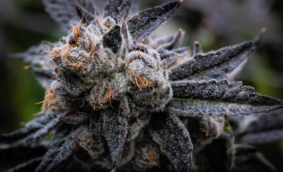 What Does Lemon Cherry Gelato Taste Like?