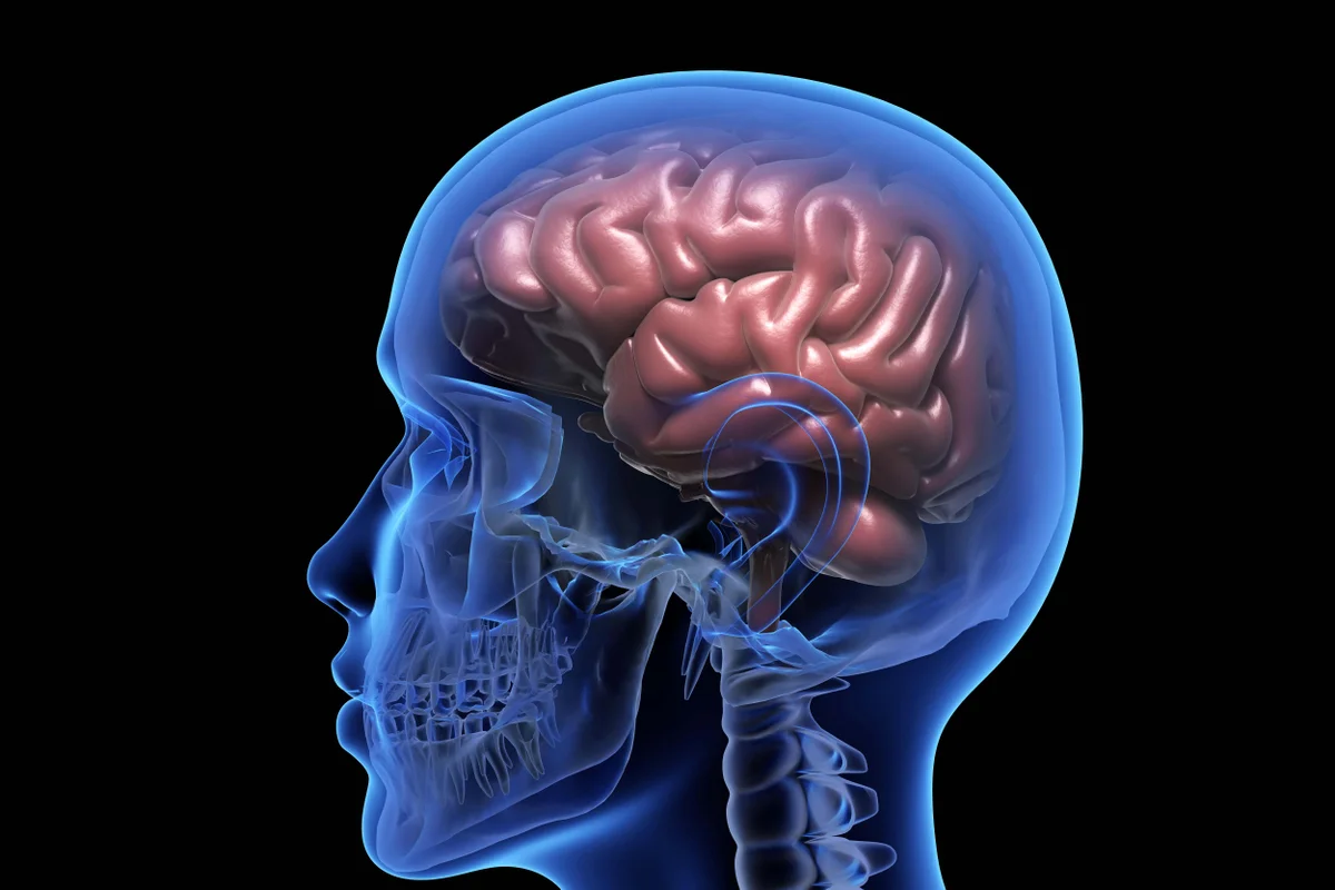 Scientists revealed the first atlas of a developing brain. Here’s why it’s important