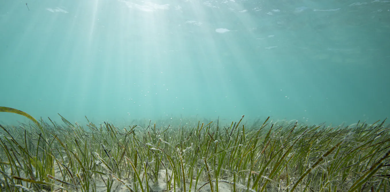 Seashells from centuries ago show that seagrass meadows on Florida’s Nature Coast are thriving