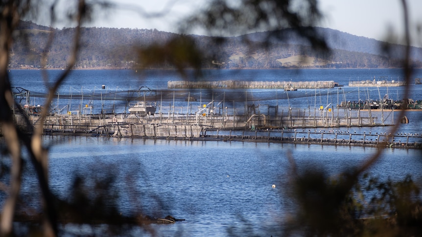 Antibiotic approved for Tasmania's farmed salmon — but maybe don't eat fish caught nearby